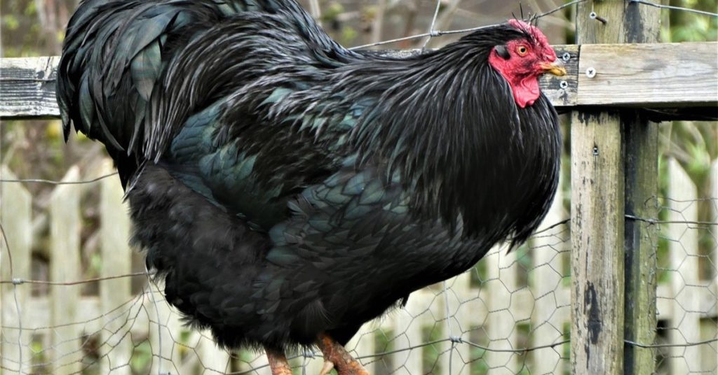 Australorp Chicken