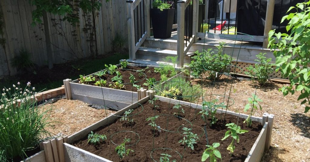 Backyard Vegetable Garden