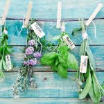 Drying Herbs