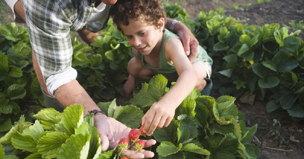 Kid Picking Strawberries