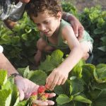 Kid Picking Strawberries
