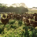 guide to chickens and quail care