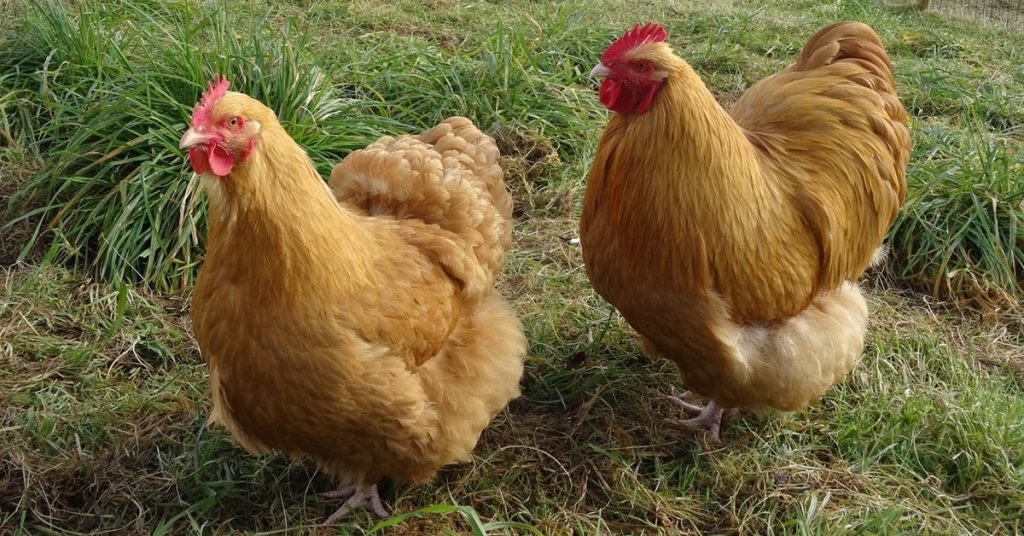 Orpington Chicken