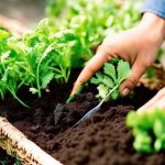 Picking Herbs