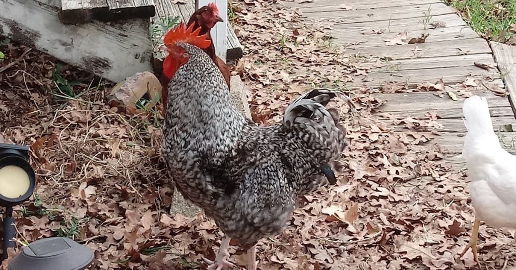 Plymouth Rock Chicken