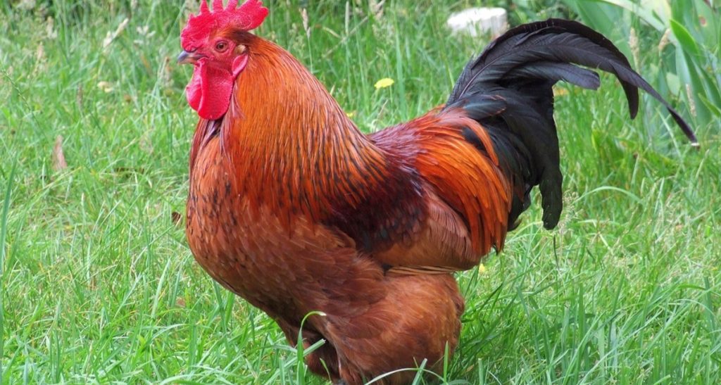 Rhode Island Red Chicken