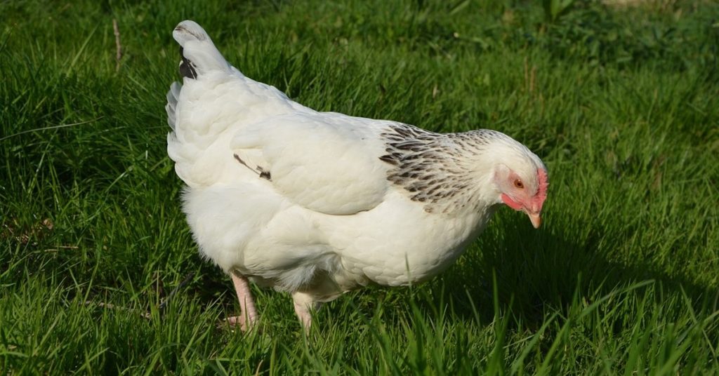 Sussex Chicken