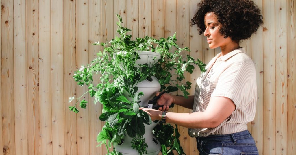 Urban Homestead