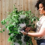 Urban Homestead