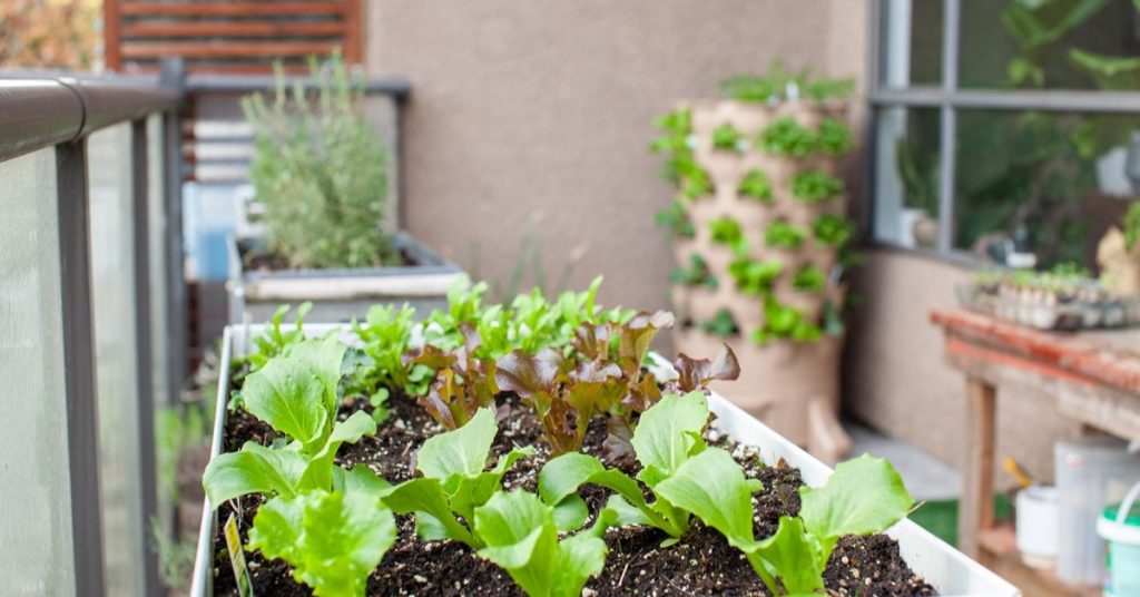 Urban Homesteading