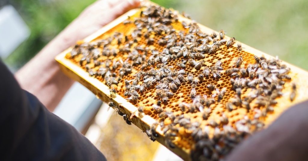 Beekeeping