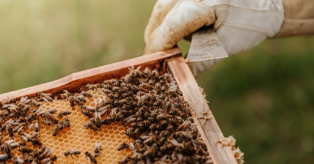 Beekeeping