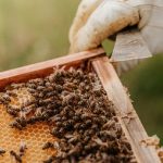 Beekeeping