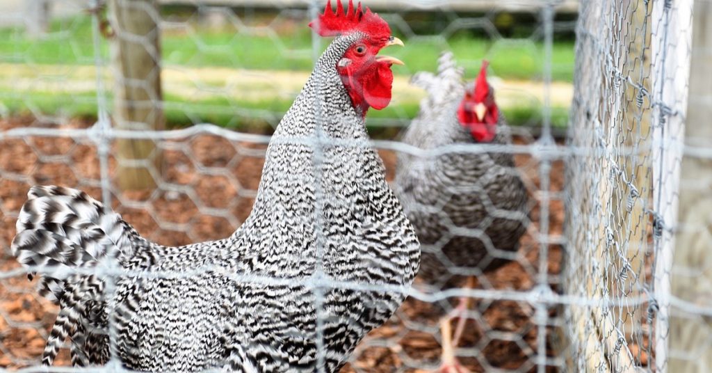 Chicken Coop
