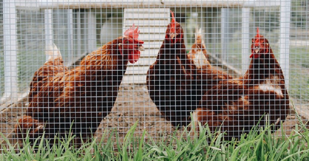 Chicken Coop