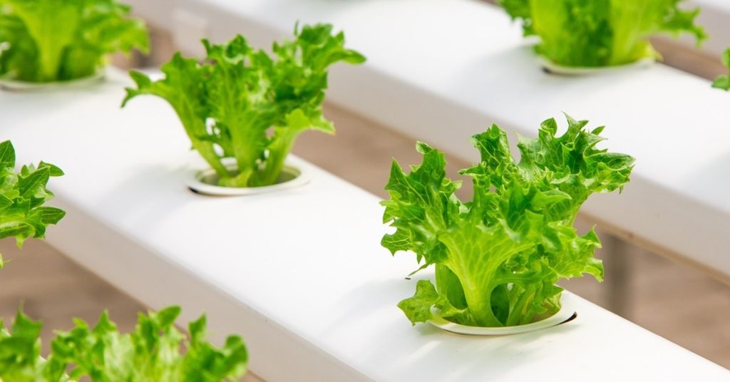 Hydroponics