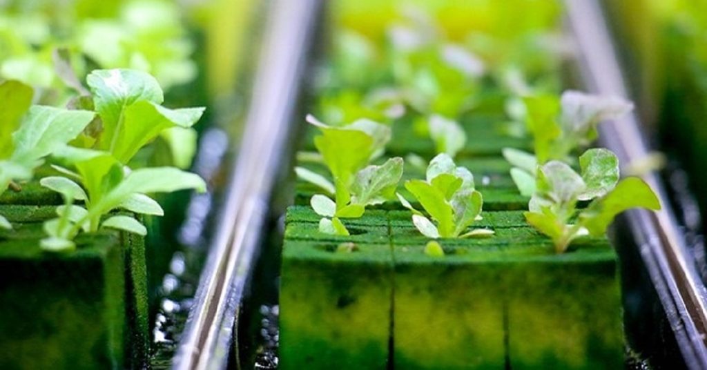 Hydroponics