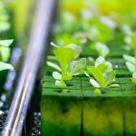 Hydroponics