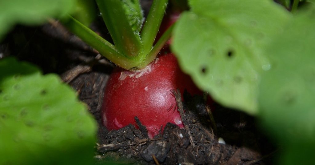 Radish Plant