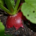 Radish Plant