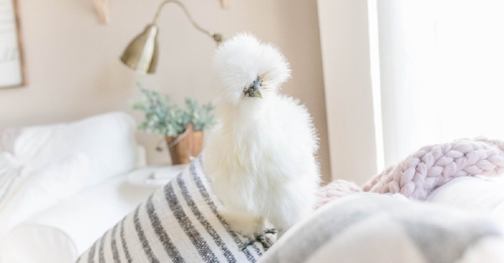 Silkie Chicken