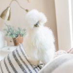 Silkie Chicken