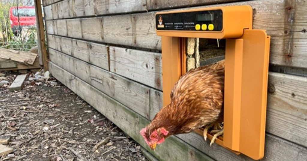 Chicken Checking Chickcozy Automatic Door