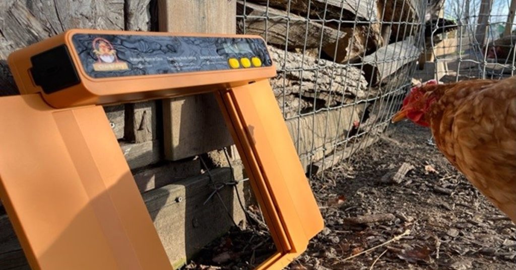 Chicken with Chickcozy Automatic Door