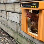 Chickcozy Automatic Door