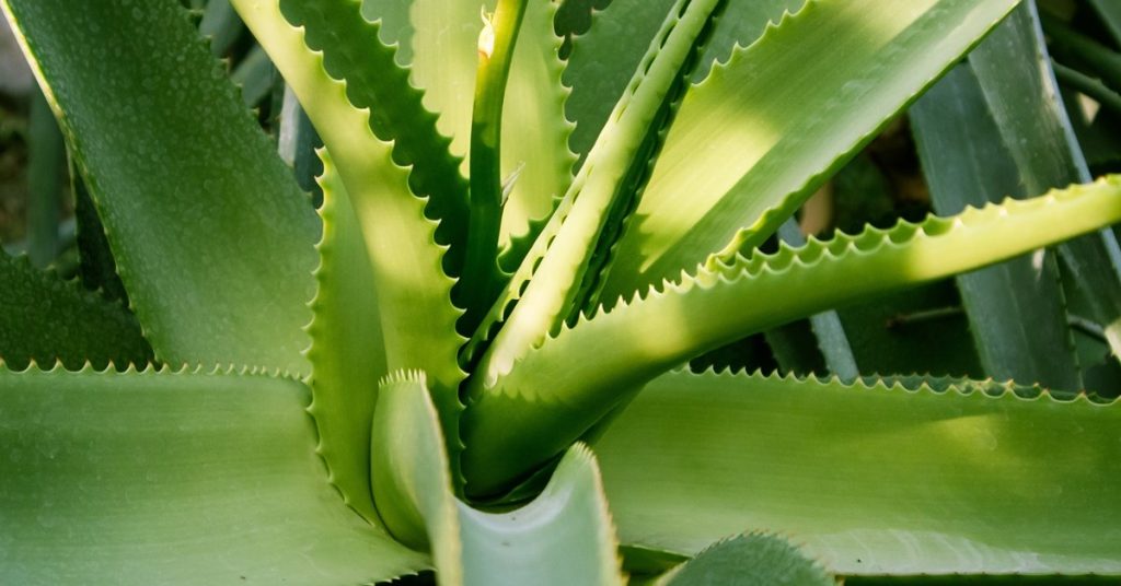 Aloe Vera Plant