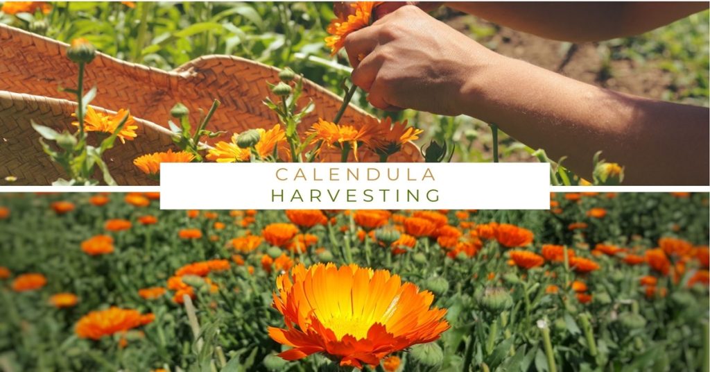 How to Harvest Calendula