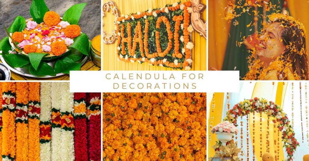 Calendula for Decoration