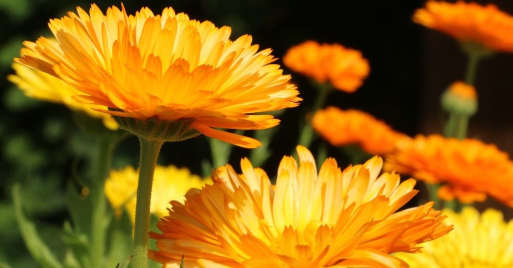 Calendula