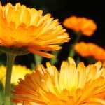 Calendula