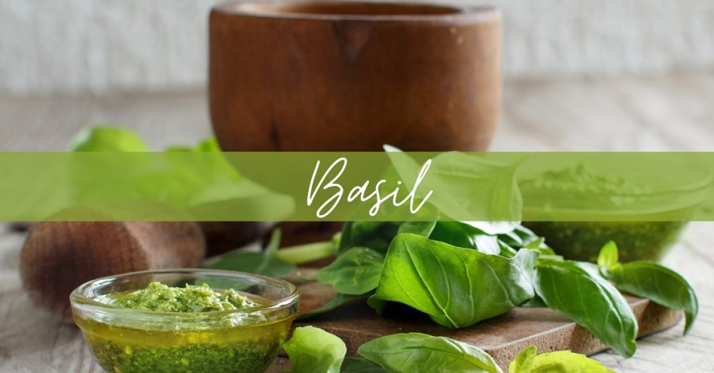 Basil Leaves