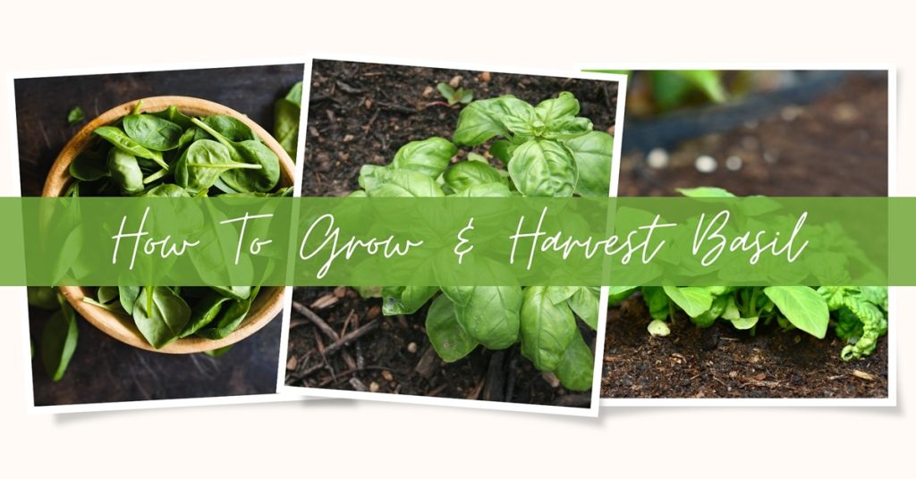 How to grow and harvest basil