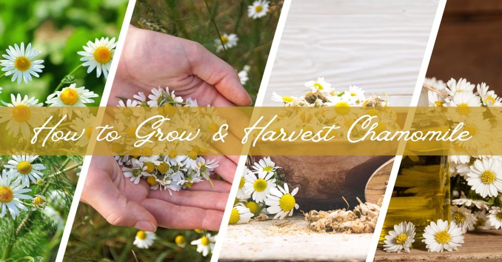 How to grow and harvest chamomile