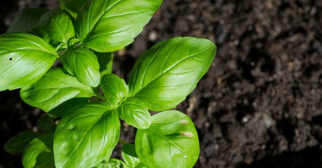 Basil Plant