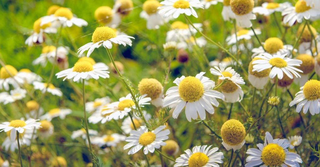 Chamomile flowers