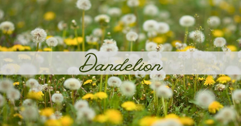 Dandelion Flowers and Pompoms