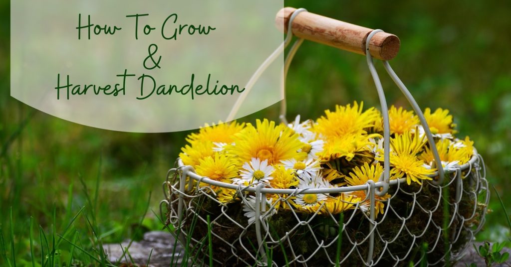 How to grow and harvest dandelion