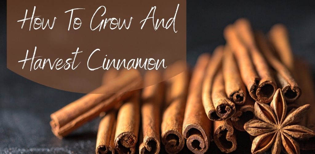 how to grow and harvest cinnamon