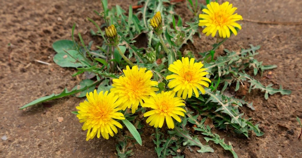 Dandelion Flowers