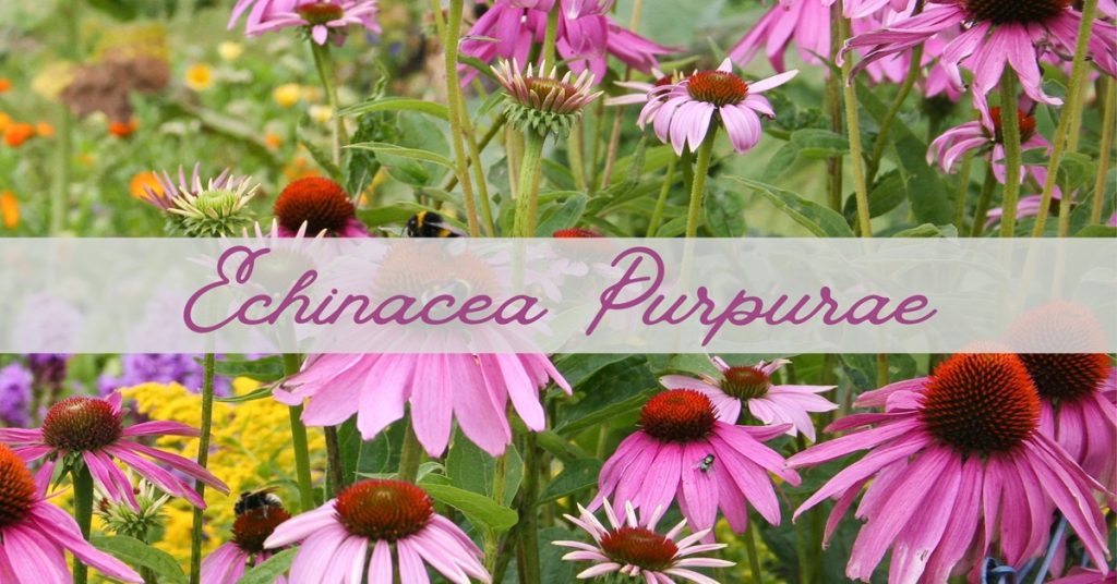 Echinacea purpurea