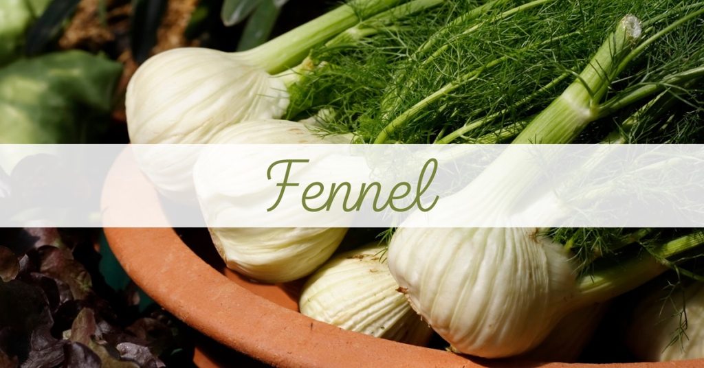 fennel