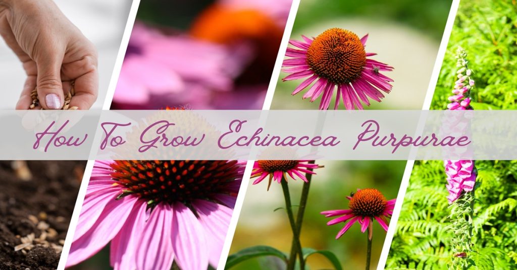 how to grow echinacea