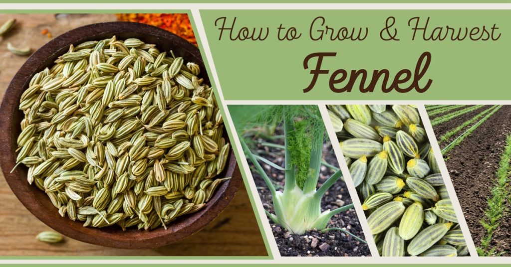 how to grow and harvest fennel