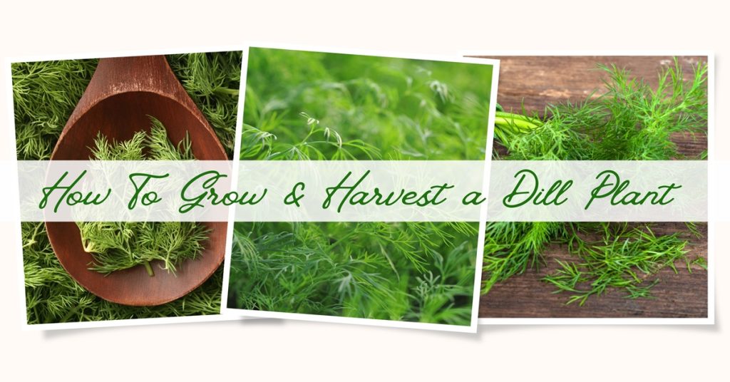 How to grow and harvest dill plant