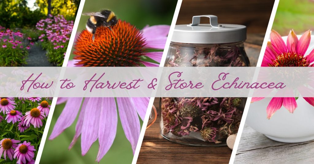 how to harvest and store echinacea