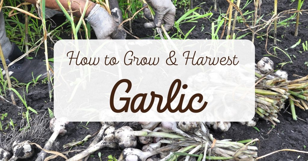 how to grow and harvest garlic